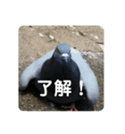 仕事を頑張る鳩たち（個別スタンプ：24）