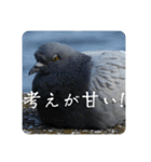 仕事を頑張る鳩たち（個別スタンプ：27）