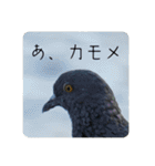 仕事を頑張る鳩たち（個別スタンプ：31）