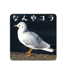 仕事を頑張る鳩たち（個別スタンプ：32）