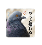 仕事を頑張る鳩たち（個別スタンプ：33）