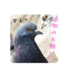 仕事を頑張る鳩たち（個別スタンプ：34）