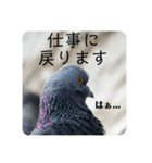 仕事を頑張る鳩たち（個別スタンプ：35）