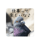 仕事を頑張る鳩たち（個別スタンプ：36）