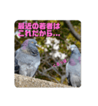 仕事を頑張る鳩たち（個別スタンプ：37）