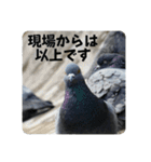 仕事を頑張る鳩たち（個別スタンプ：40）