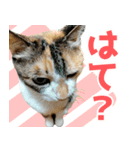 三毛猫みーにゃ のんびりお返事（個別スタンプ：1）