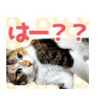 三毛猫みーにゃ のんびりお返事（個別スタンプ：2）