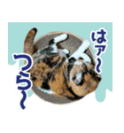 三毛猫みーにゃ のんびりお返事（個別スタンプ：4）