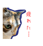 三毛猫みーにゃ のんびりお返事（個別スタンプ：5）