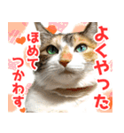 三毛猫みーにゃ のんびりお返事（個別スタンプ：6）