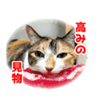 三毛猫みーにゃ のんびりお返事（個別スタンプ：7）