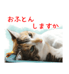 三毛猫みーにゃ のんびりお返事（個別スタンプ：8）