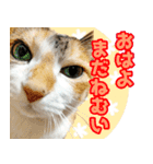 三毛猫みーにゃ のんびりお返事（個別スタンプ：9）