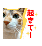 三毛猫みーにゃ のんびりお返事（個別スタンプ：10）