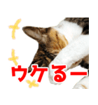 三毛猫みーにゃ のんびりお返事（個別スタンプ：11）