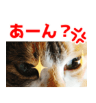 三毛猫みーにゃ のんびりお返事（個別スタンプ：13）