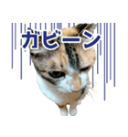 三毛猫みーにゃ のんびりお返事（個別スタンプ：16）