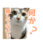 三毛猫みーにゃ のんびりお返事（個別スタンプ：17）