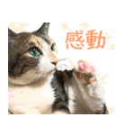 三毛猫みーにゃ のんびりお返事（個別スタンプ：22）