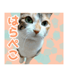 三毛猫みーにゃ のんびりお返事（個別スタンプ：24）