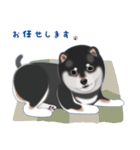 黒柴「やまと」と暮す日々（柴犬）Revised（個別スタンプ：4）