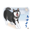 黒柴「やまと」と暮す日々（柴犬）Revised（個別スタンプ：17）