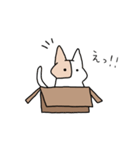 箱猫ちゃん（個別スタンプ：1）