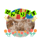 ねこまーち プリンスラブリー（個別スタンプ：8）