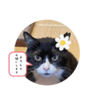 猫の福来（4）スタンプ(=^x^=)（個別スタンプ：7）