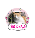 にゃんかもワン（個別スタンプ：2）