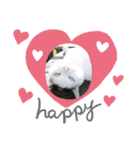 にゃんかもワン（個別スタンプ：3）