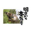 にゃんかもワン（個別スタンプ：5）