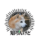 にゃんかもワン（個別スタンプ：7）