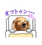 にゃんかもワン（個別スタンプ：8）