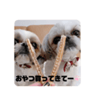 食いしんぼう つくしとすみれ6  シーズー（個別スタンプ：3）