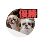 食いしんぼう つくしとすみれ6  シーズー（個別スタンプ：4）