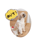 食いしんぼう つくしとすみれ6  シーズー（個別スタンプ：5）