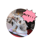 食いしんぼう つくしとすみれ6  シーズー（個別スタンプ：7）