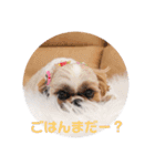 食いしんぼう つくしとすみれ6  シーズー（個別スタンプ：9）