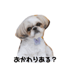食いしんぼう つくしとすみれ6  シーズー（個別スタンプ：12）