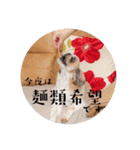 食いしんぼう つくしとすみれ6  シーズー（個別スタンプ：13）