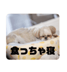 食いしんぼう つくしとすみれ6  シーズー（個別スタンプ：15）