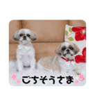 食いしんぼう つくしとすみれ6  シーズー（個別スタンプ：16）