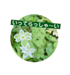 めんこい高山植物①（個別スタンプ：11）