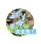 めんこい高山植物①（個別スタンプ：14）