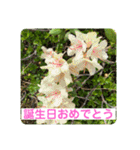 めんこい高山植物①（個別スタンプ：17）