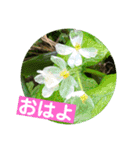 めんこい高山植物①（個別スタンプ：20）