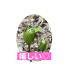 めんこい高山植物①（個別スタンプ：29）