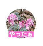 めんこい高山植物①（個別スタンプ：31）